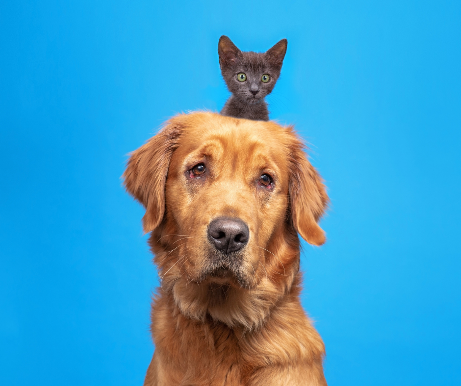 SP: Alesp aprova projetos que tratam do sepultamento de animais, despesas veterinárias decorrentes de maus-tratos e visitação de animais em hospitais