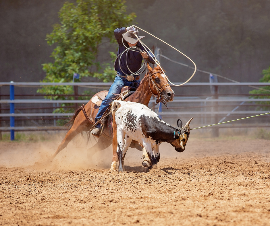 TJ/RJ: Tribunal mantém decisão que suspende práticas com animais em rodeio no município de Araruama