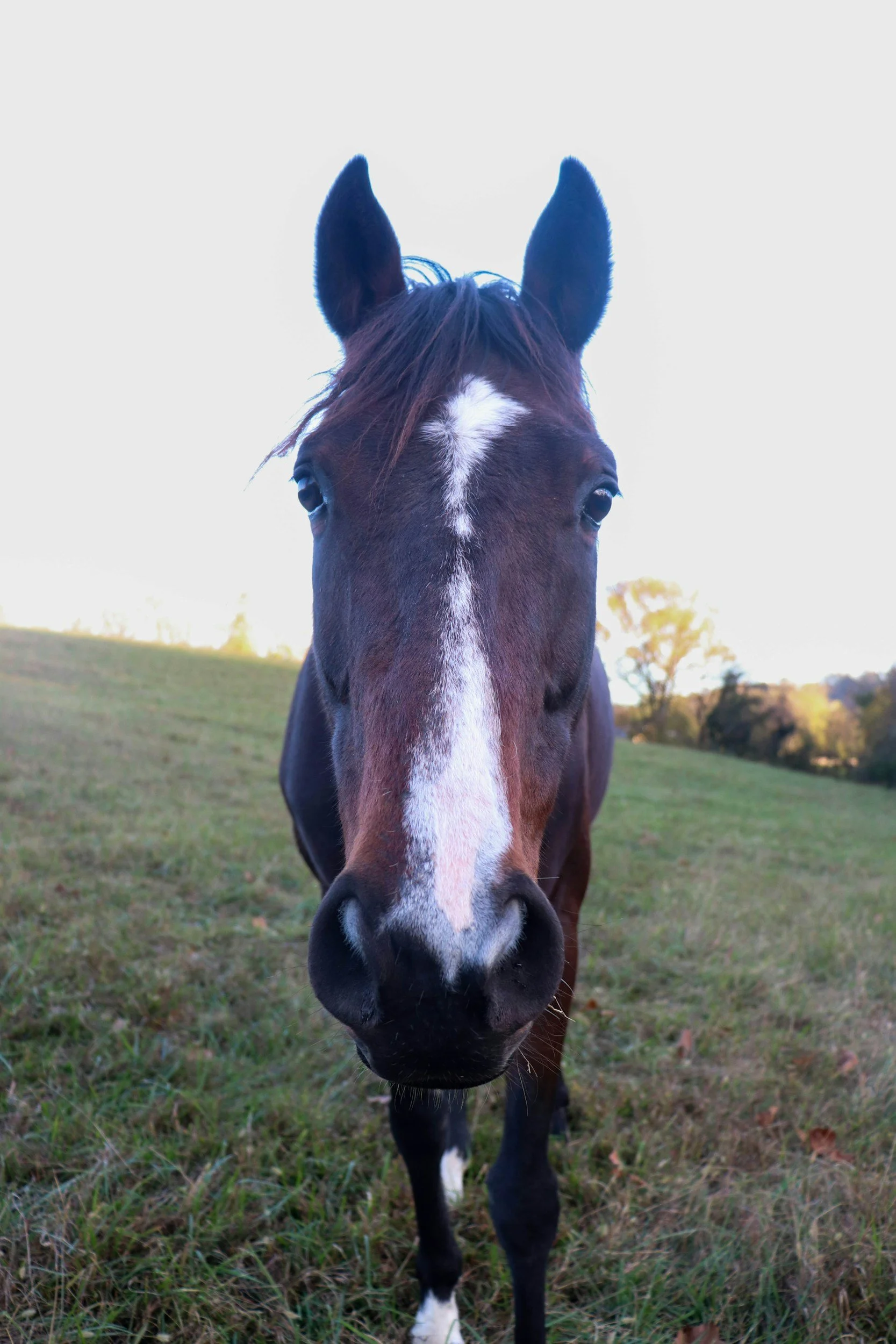 TJ/RS: Justiça suspende abate de égua diagnosticada com anemia infecciosa