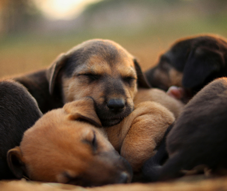 TJ/SC: Tribunal confirma que abandonar quatro filhotes de cães já configura maus-tratos