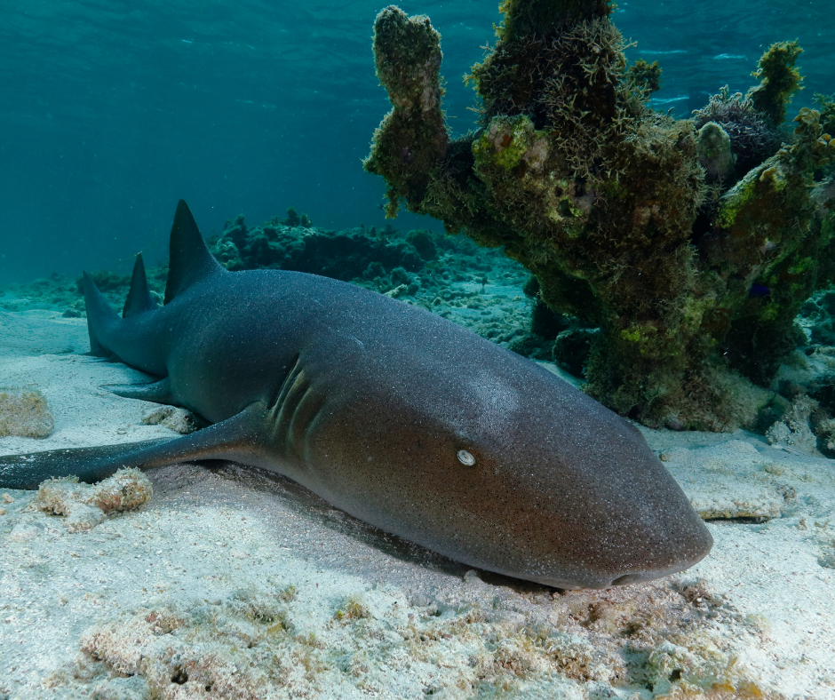 Advogada mordida por tubarão em Noronha faz defesa do animal