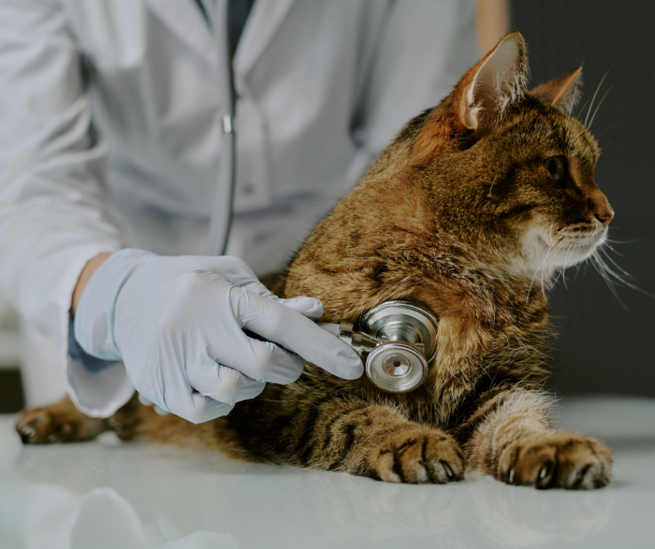 CFMV: Veterinários são liberados para fazer consulta de animais a domicílio