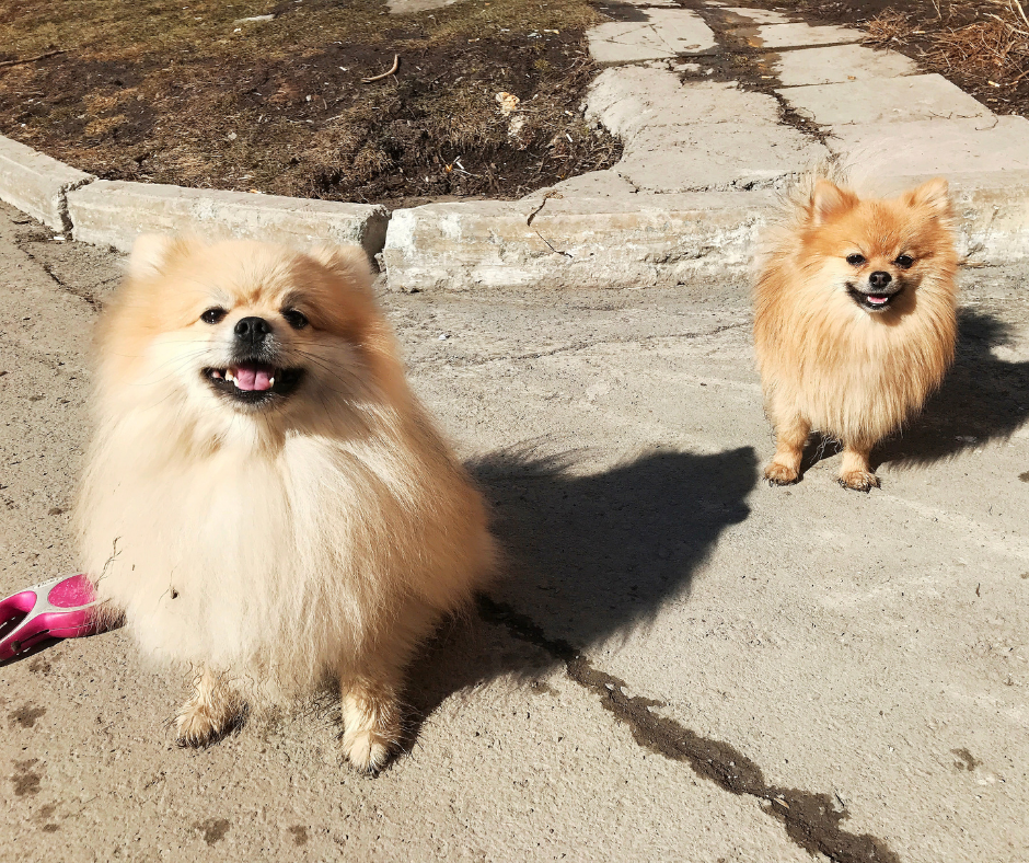TJ/AC: Clínica veterinária é condenada por banho que intoxicou cachorros
