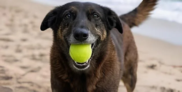 Caso Orelha impulsiona propostas no Senado por maior rigor contra maus-tratos a animais