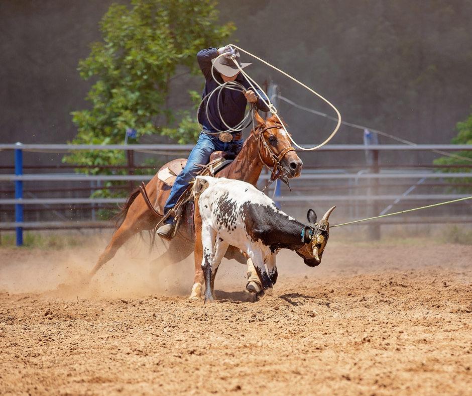 STF: Plenário julga recurso que defende liberação da publicação de denúncias contra crueldade animal