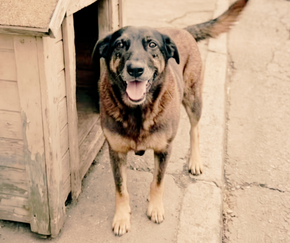 Caso Orelha: MPSC requer exumação do corpo do cão Orelha e novas diligências