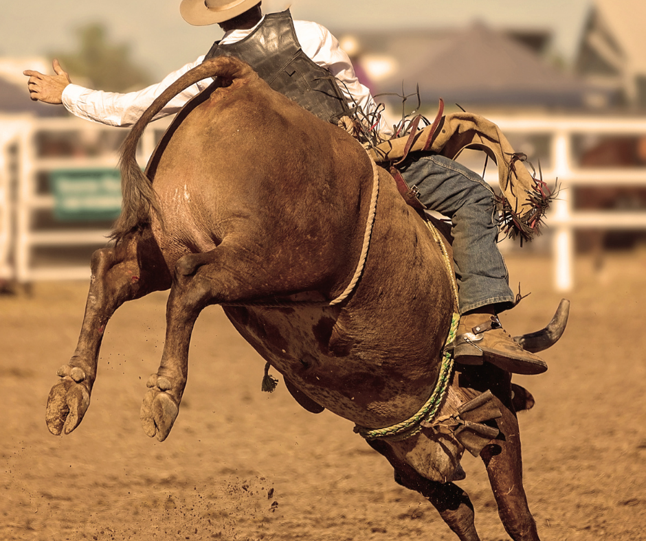 STF: Corte decide que publicações de ONG contra rodeio não podem ser censuradas