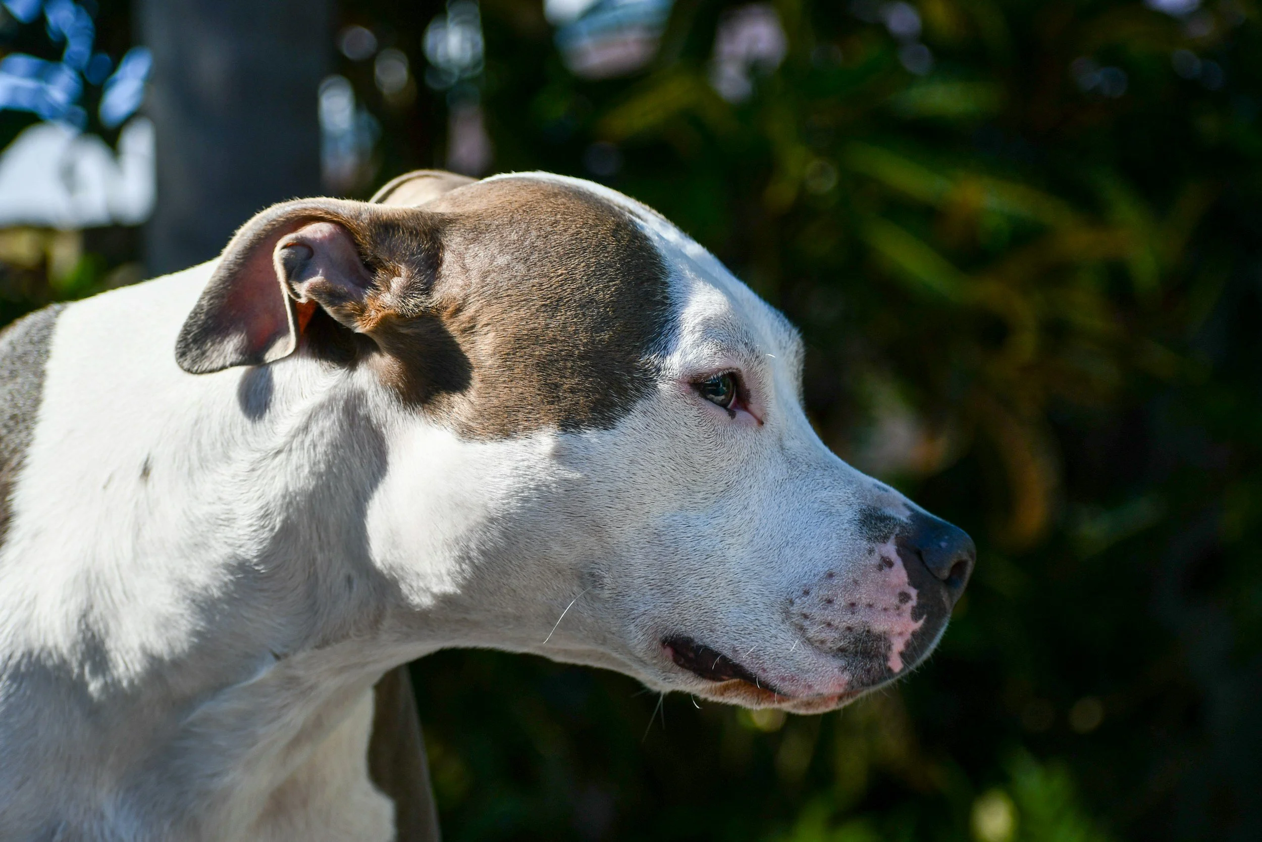 TJ/MS: Justiça determina que pit bull levado por PM seja devolvido: ‘Não há maus-tratos’