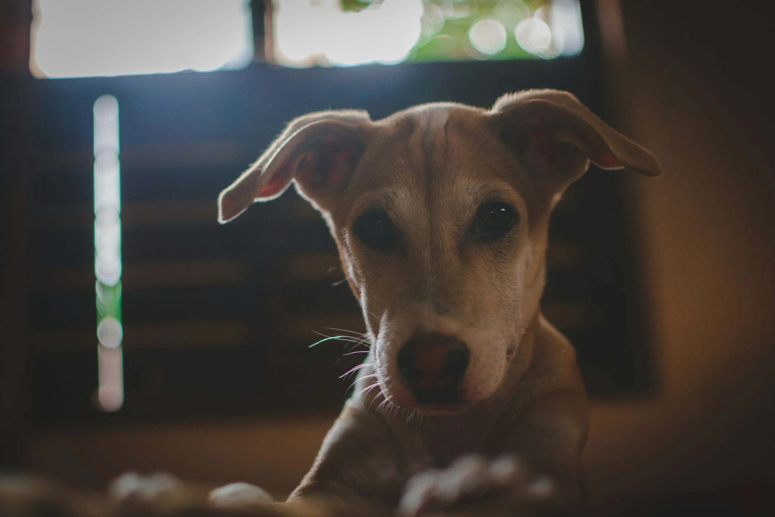 TJ/PB: Justiça determina que Prefeitura de João Pessoa acolha cães abandonados após morte de tutor idoso