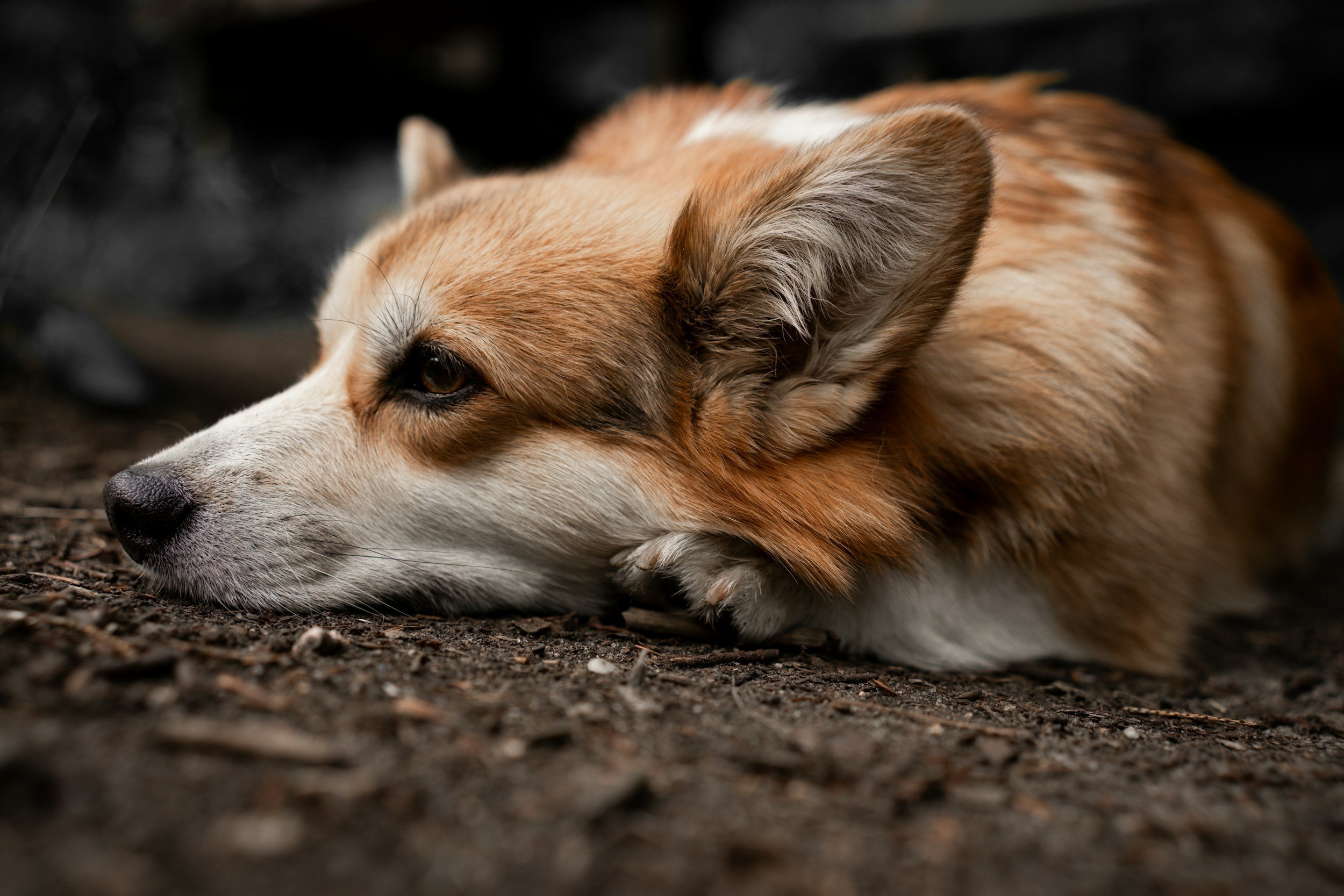 TJ/SP: Negada indenização a tutora que teve cão em situação de maus-tratos resgatado por ativistas