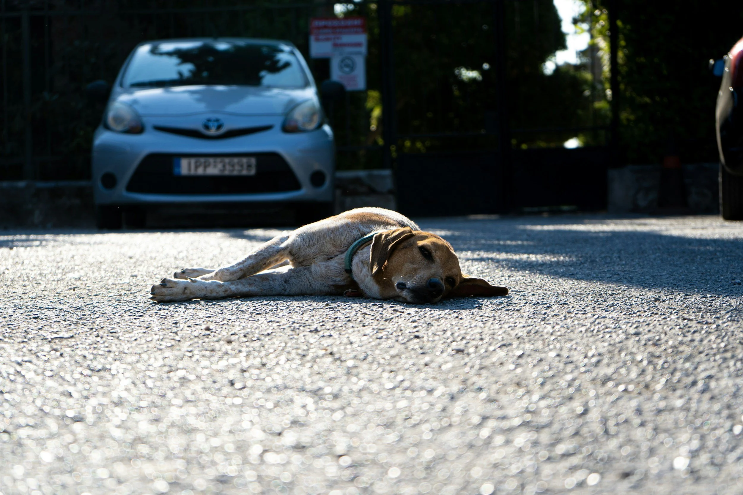 TJ/RS: Tribunal mantém condenação de motorista por atropelamento intencional de cão