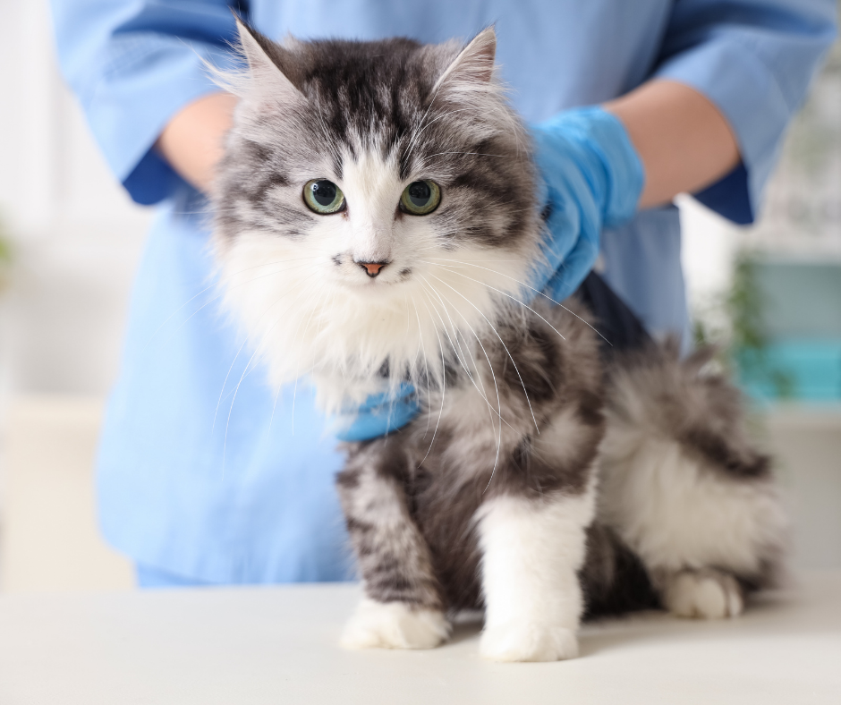 TJ/DF: Clínica veterinária é condenada por cobrança abusiva e ameaça de interrupção de tratamento