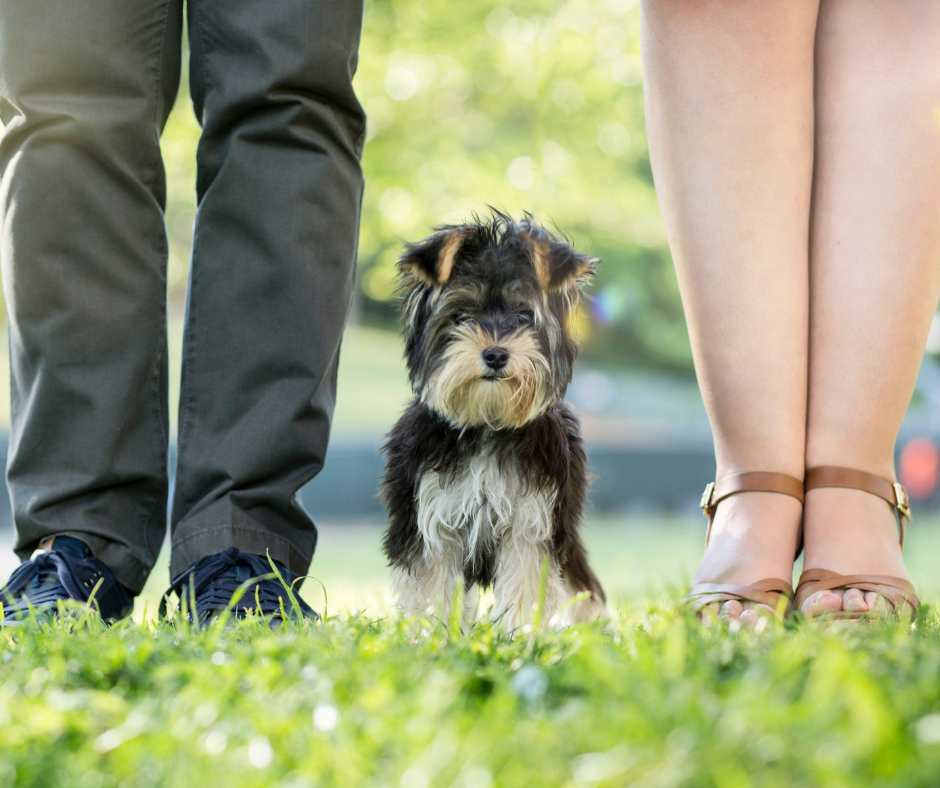 TJ/MG: Tribunal afasta aplicação do Direito de Família em caso de guarda de animal