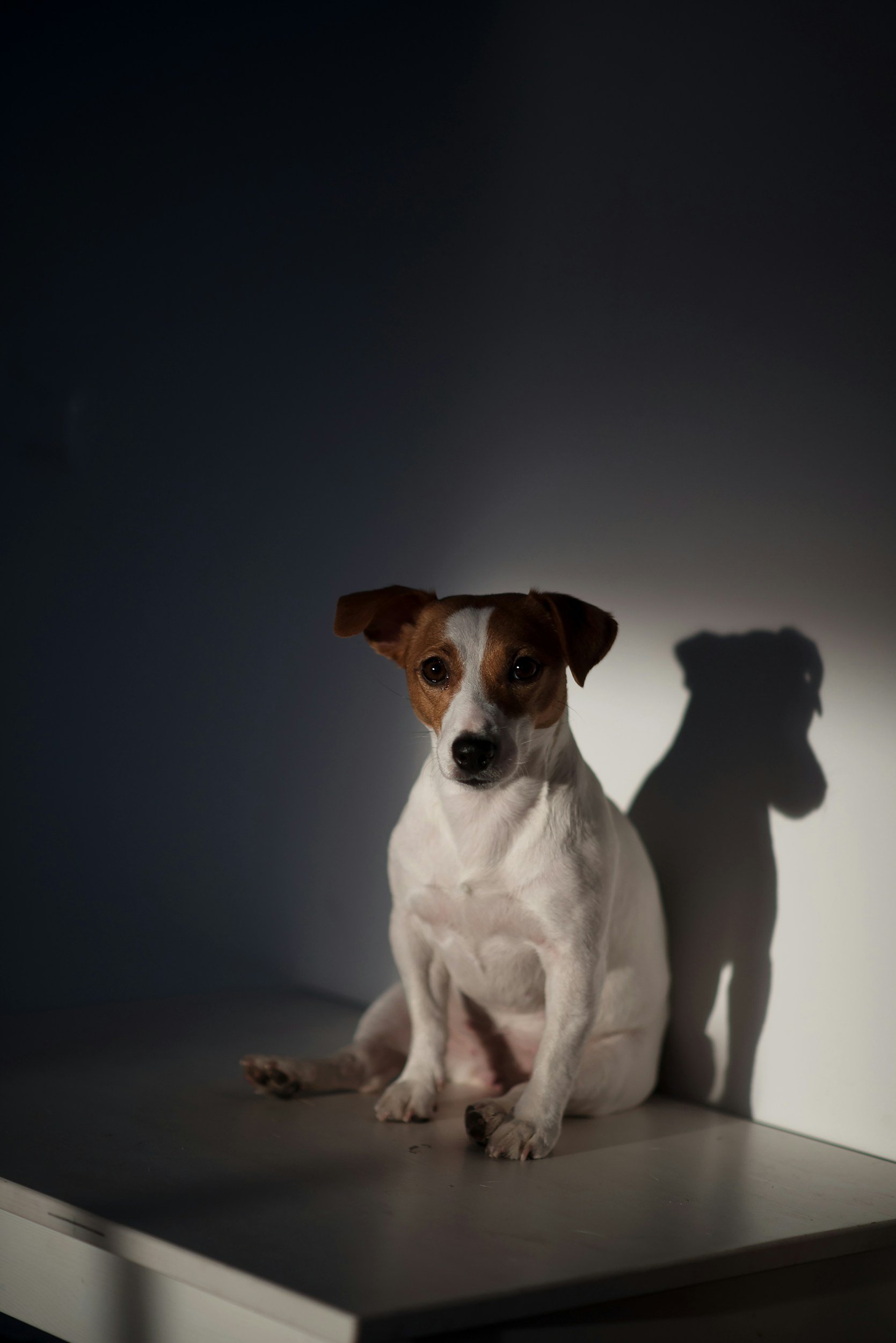 TJ/SC: Decisão determina devolução de cães a canil, mesmo após resgate em ambiente fechado e de calor extremo