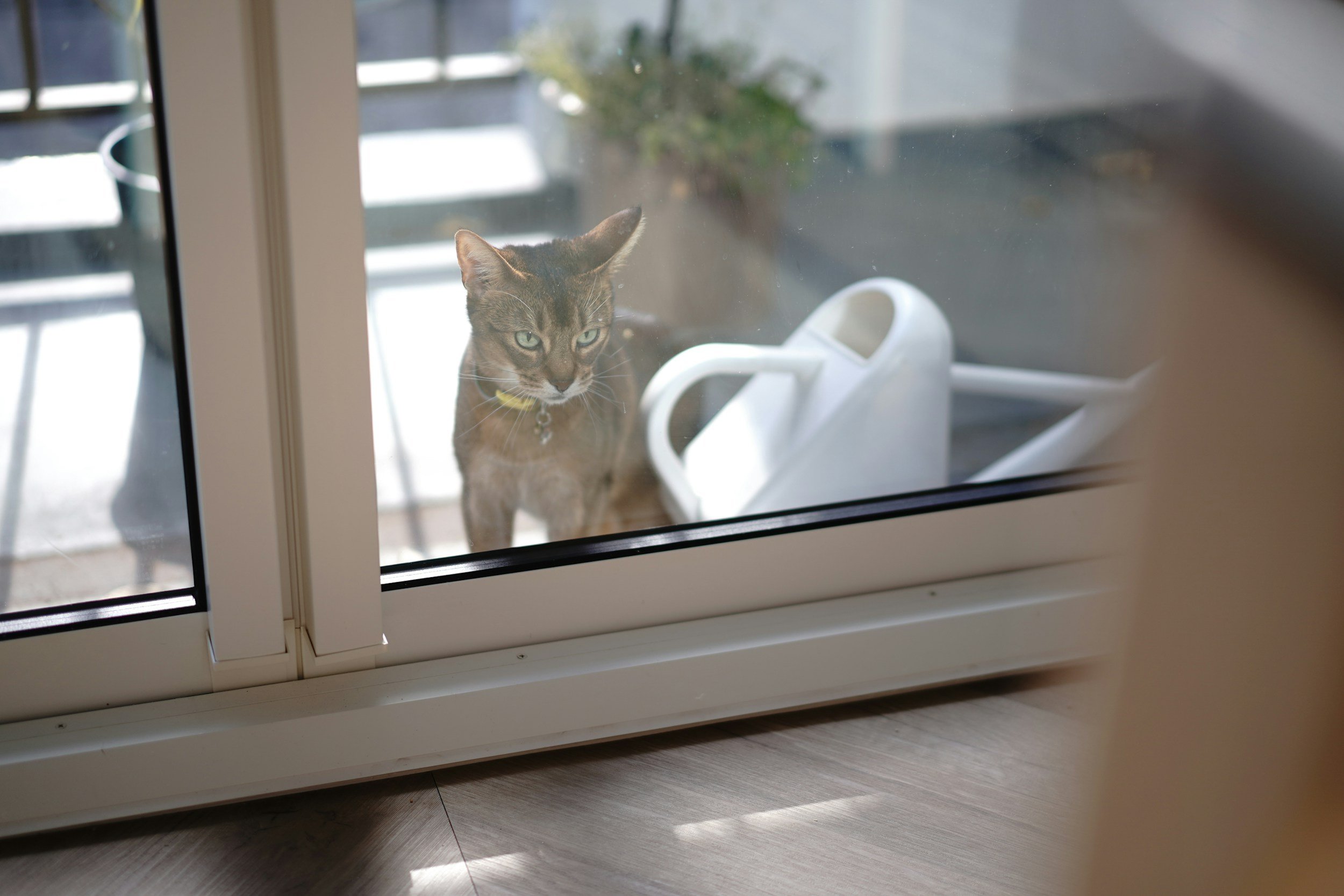 Espanha proíbe manutenção habitual de animais em terraços e reforça deveres de tutela responsável