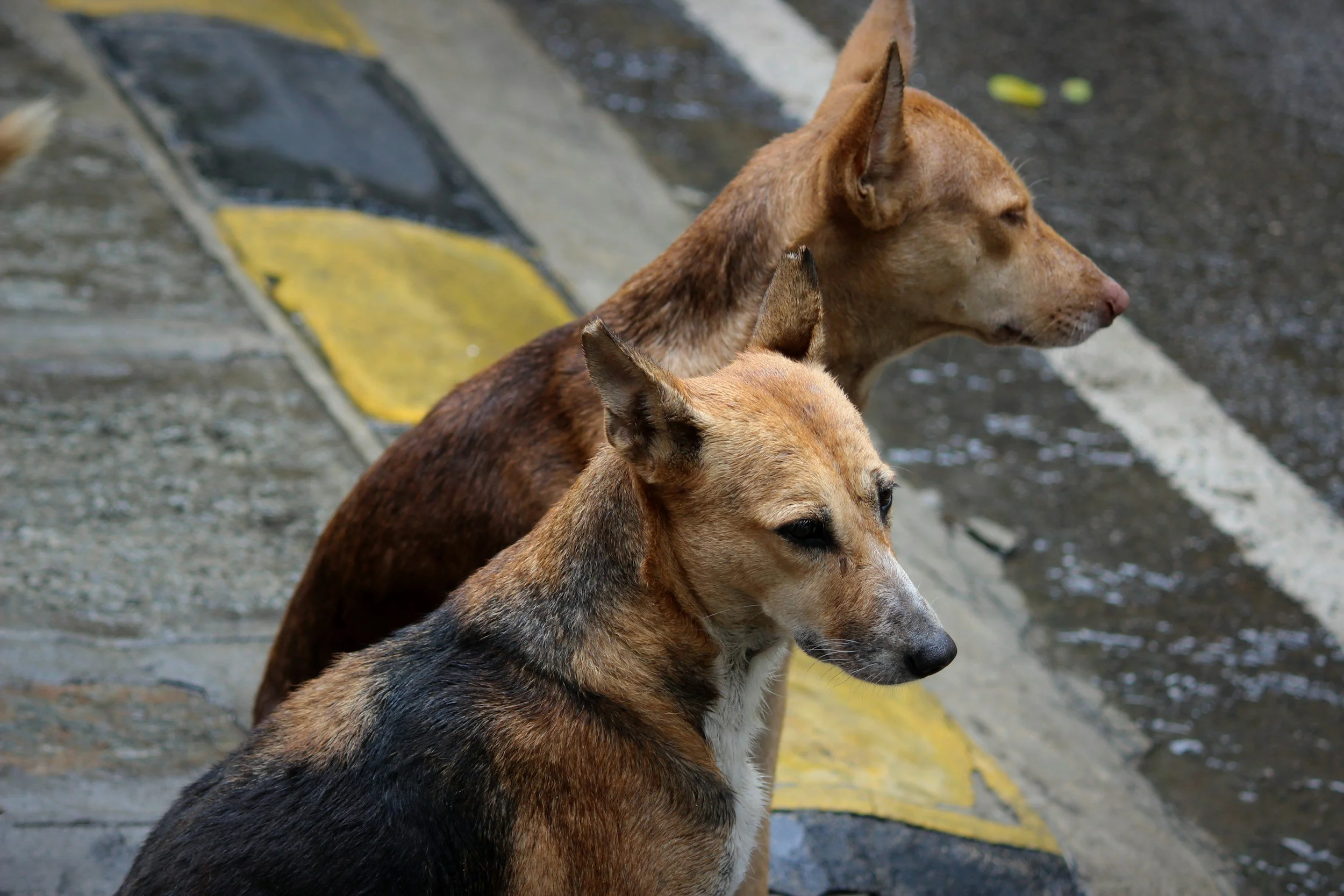 TJ/SP: Tribunal decide que município não tem responsabilidade por ataque de cães a mulher