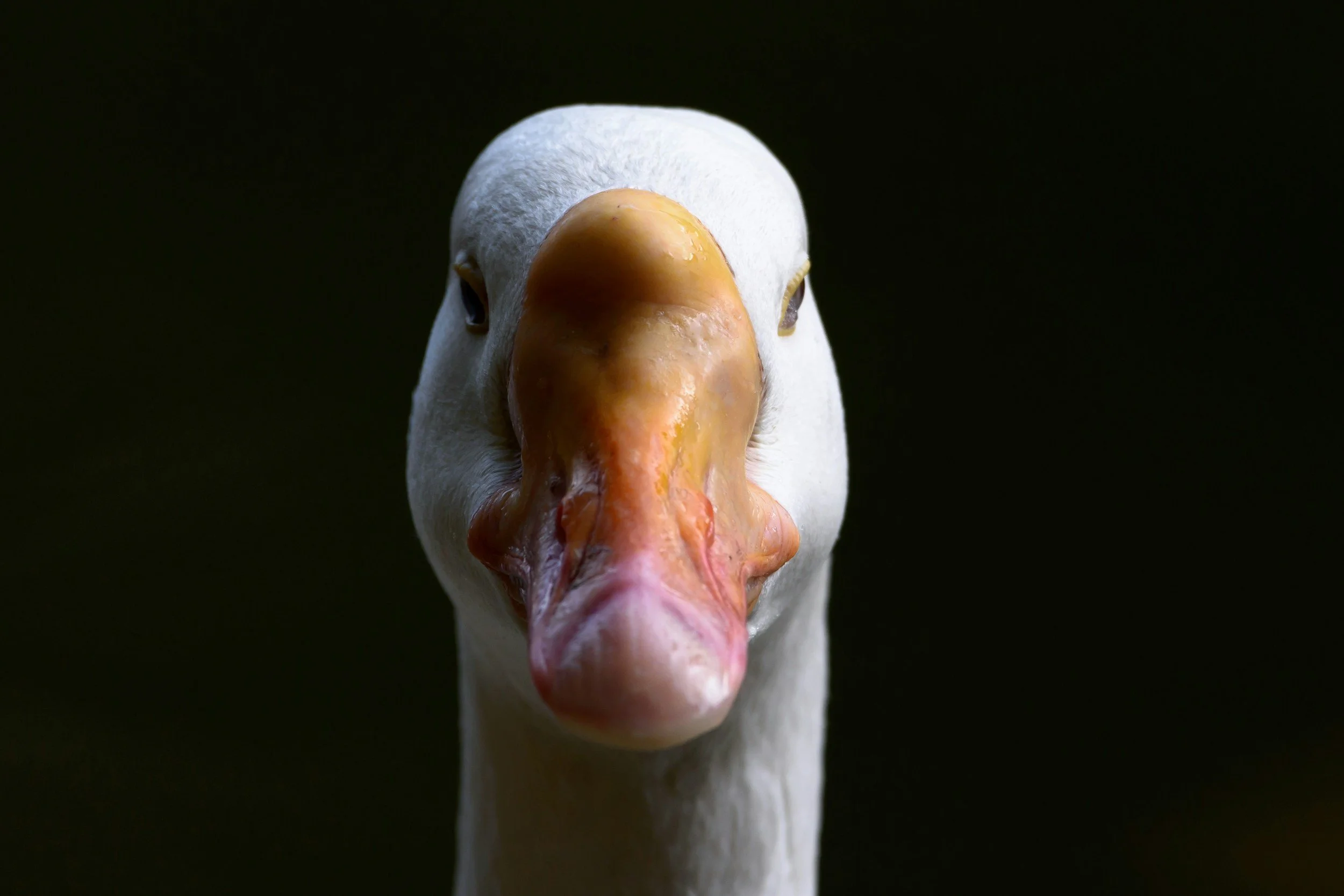 Câmara aprova projeto que proíbe produção e venda de foie gras no Brasil; texto segue para sanção presidencial