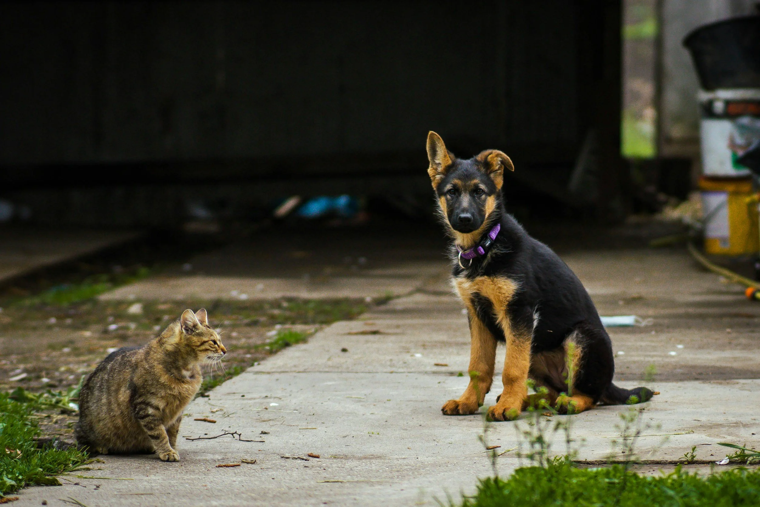 TJ/RS: Justiça impede eutanásia de cães e gatos por conveniência do tutor