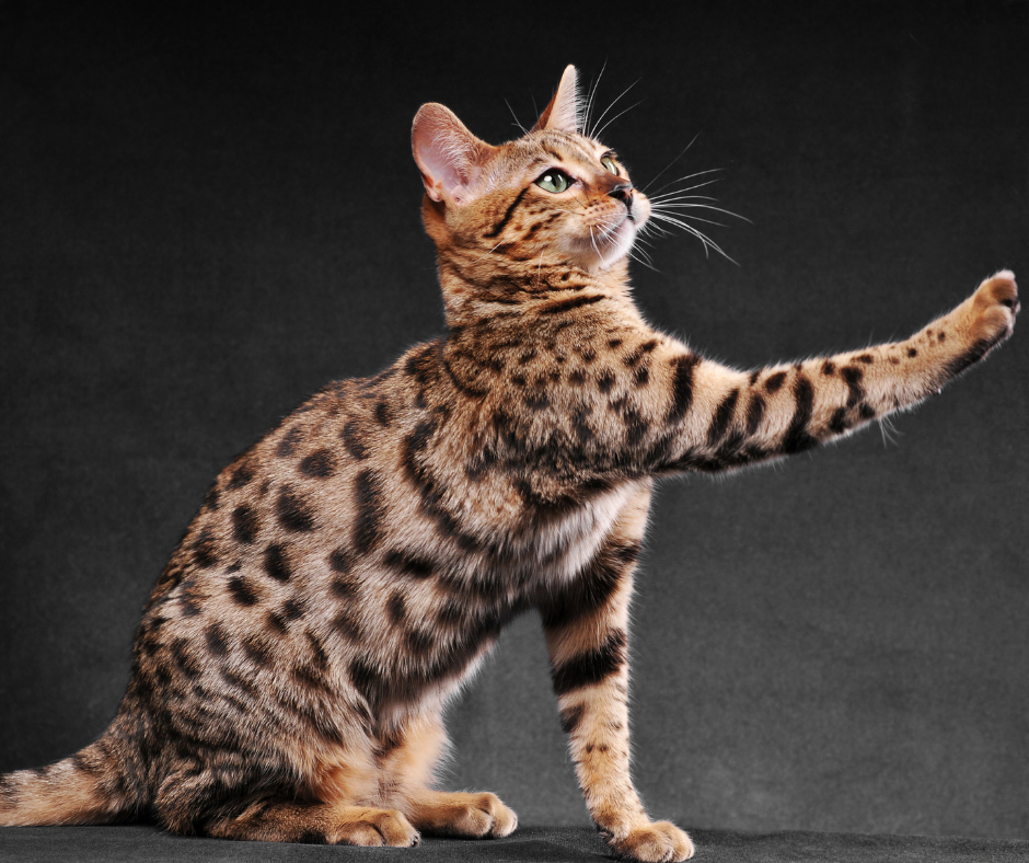TJ/MT: Tutora deve impedir que gato bengal invada casa vizinha sob pena de multa
