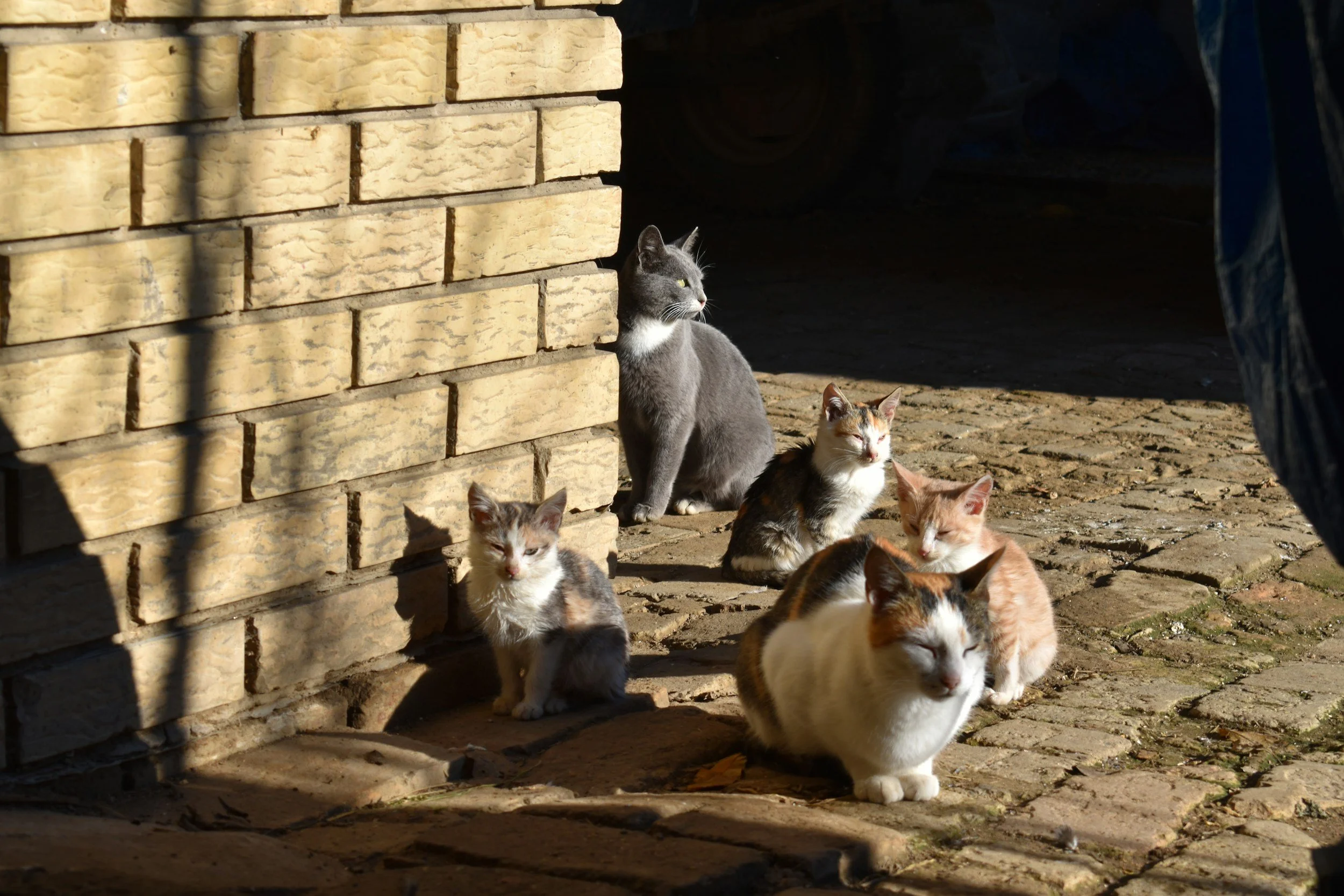 TJ/RN: Justiça extingue ação civil pública que questionava resolução de condomínio sobre captura de gatos comunitários em Mossoró