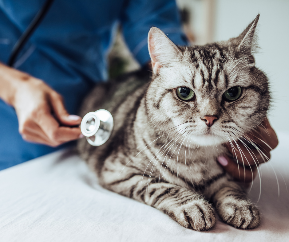 Sancionada lei que criminaliza exercício ilegal da medicina veterinária
