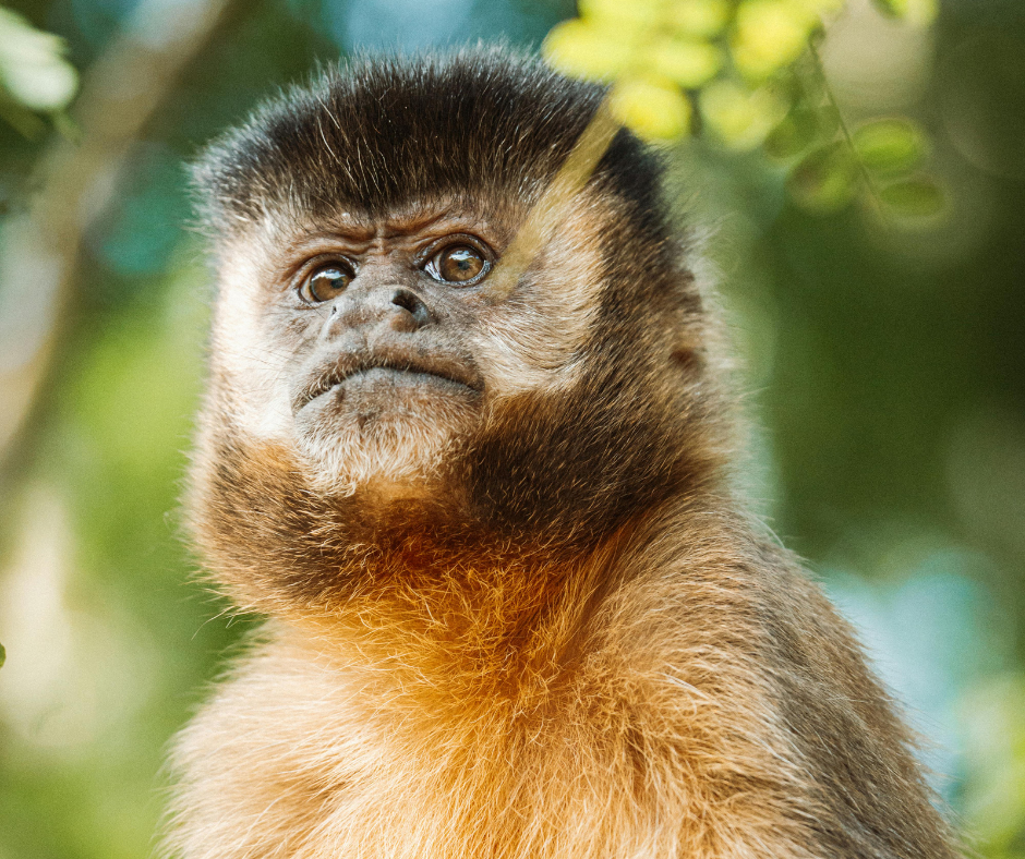 TRF1 determina devolução de macaco-prego resgatado à família que o acolheu em Mato Grosso