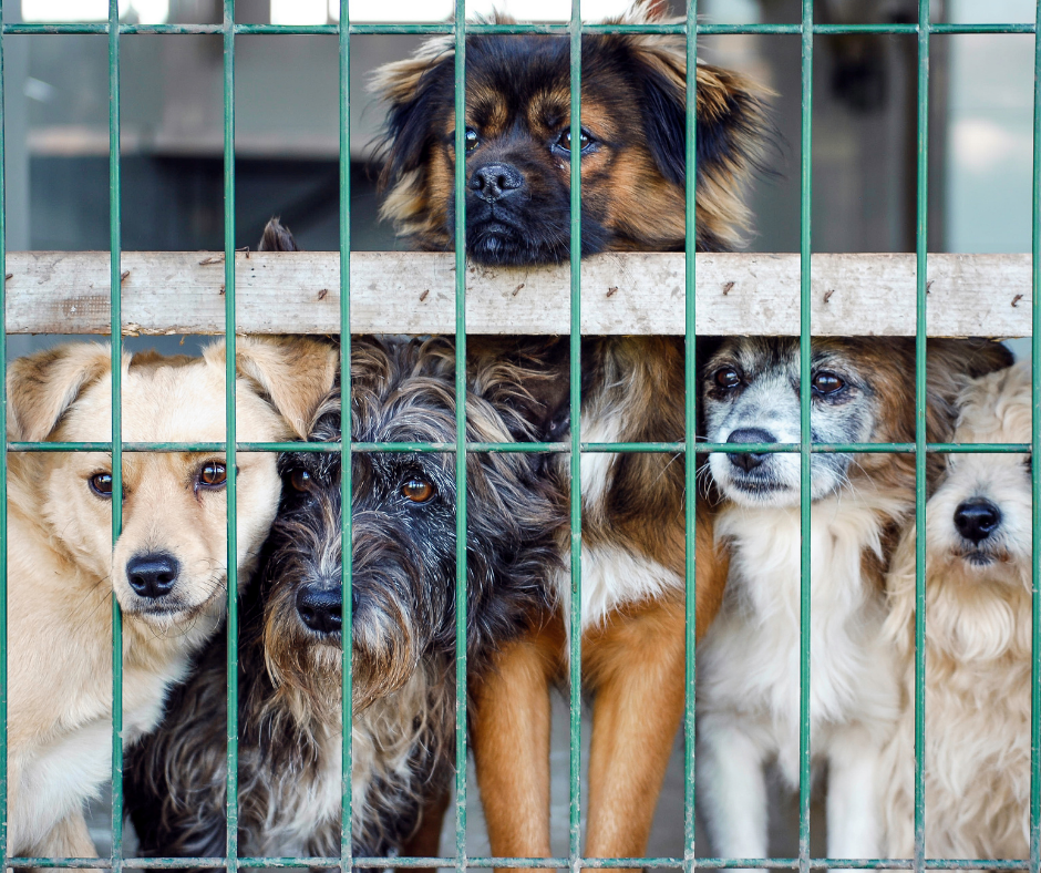 TJ/MS manda moradora reduzir criação de cerca de 100 cães para 5