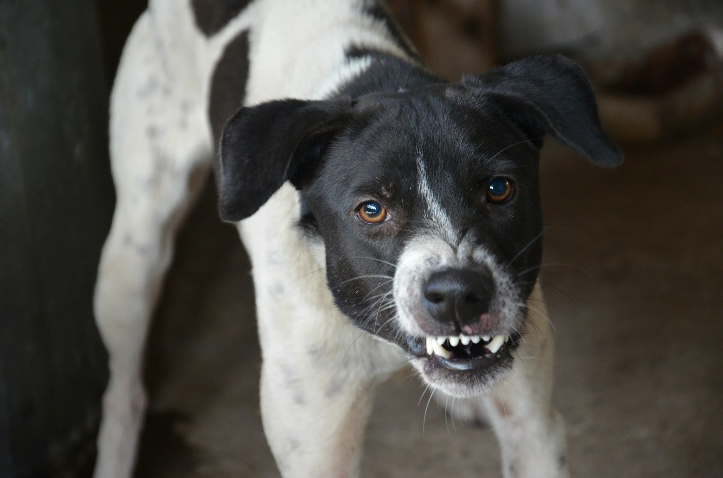 TJ/DF: Falta de cautela com animal resulta em indenização por ataque