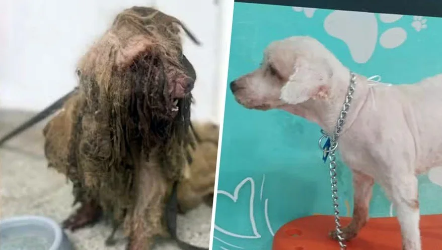 TJ/CE: Resgatado com 3 kg de pelos, cão Scooby será indenizado por ex-tutora