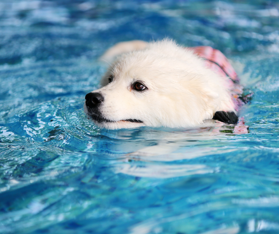 TJ/RS: Vizinho é responsabilizado por omissão de socorro a filhote de cão que se afogou em piscina