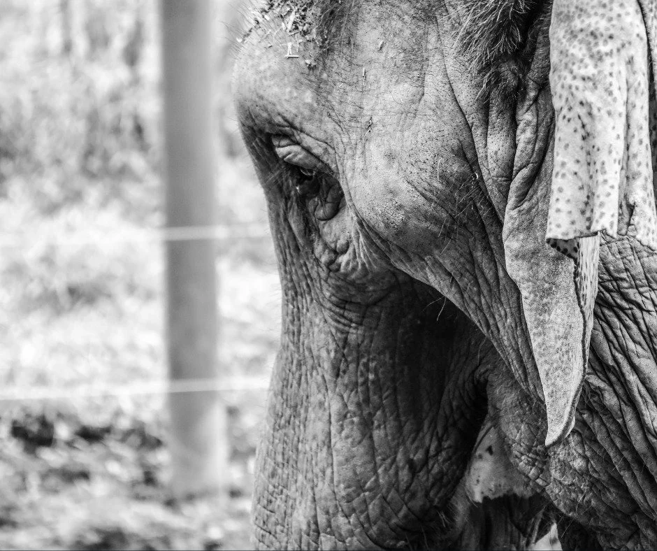 TJ/SP: Tribunal determina que elefante Sandro mantido sozinho em zoológico deve ser levado a santuário