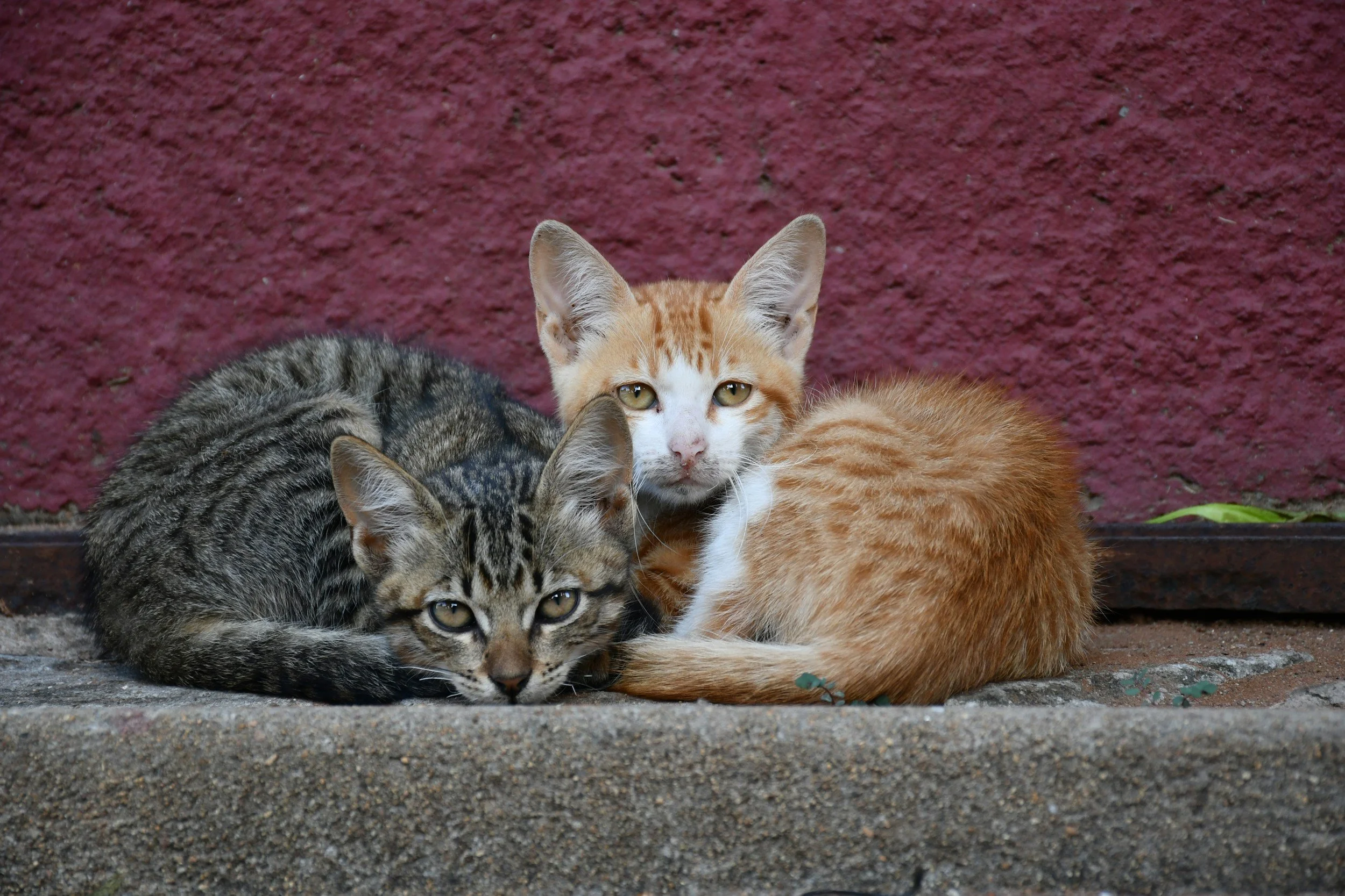 TJ/DF: Tribunal confirma indenização contra moradoras por alimentar gatos comunitários em desacordo com regras do condomínio