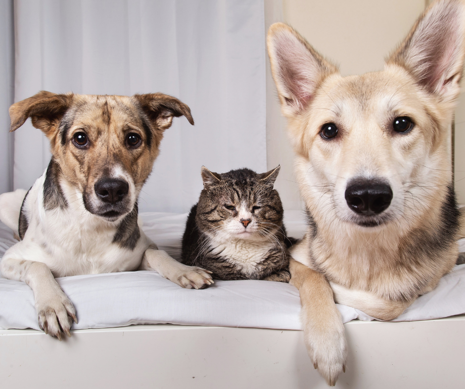 TJ/RS: Lei que limita número de animais de estimação em casa é inconstitucional