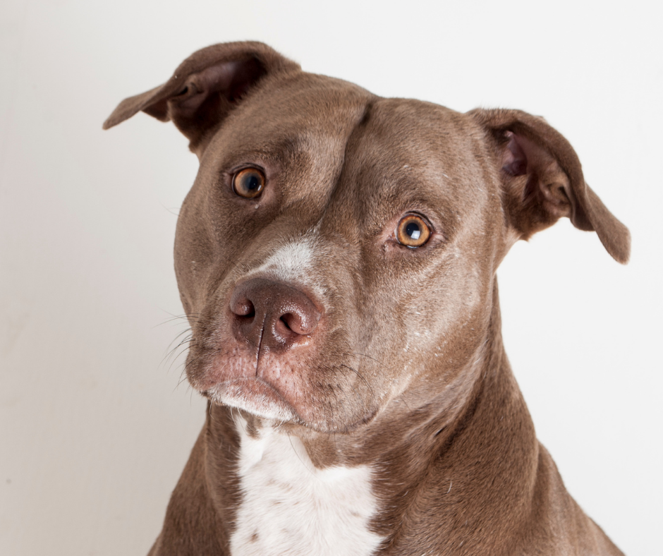 TJ/SC: Tribunal mantém condenação de tutor após ataque de pitbull a cadela em restaurante