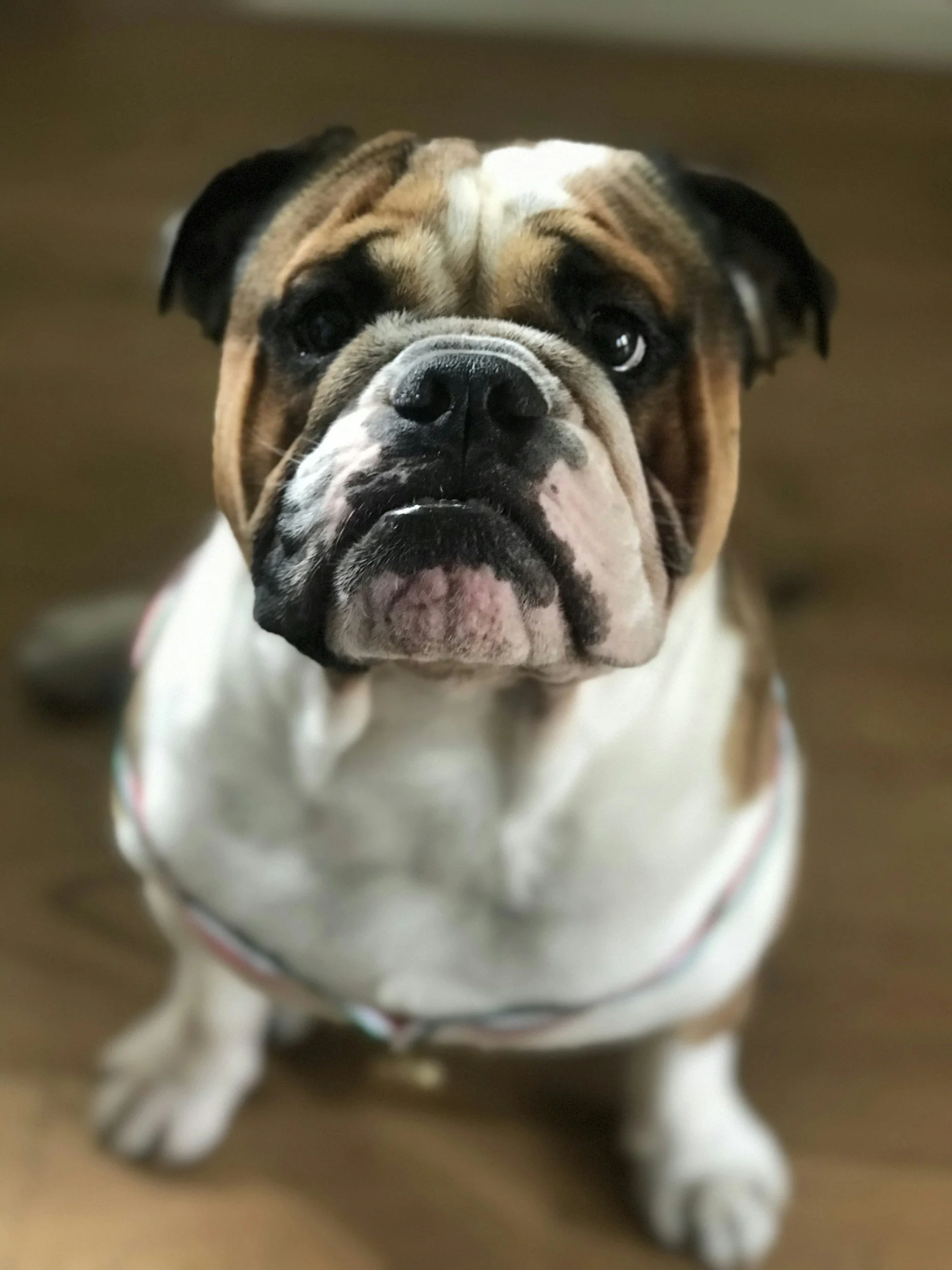 TJ/CE: Justiça nega indenização a pet shop após publicação de tutora sobre morte de cão