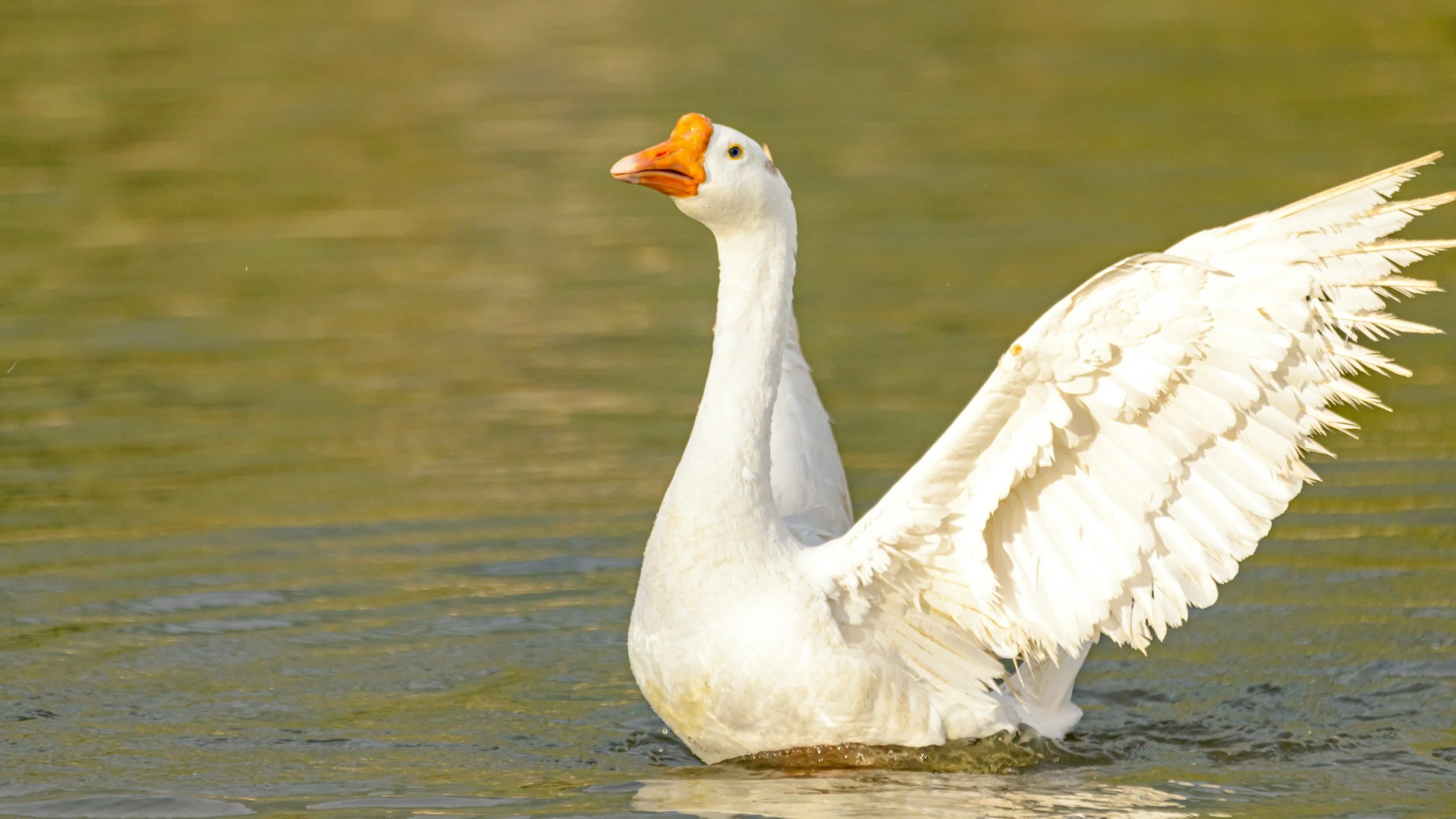 Brasil: Sancionada lei que proíbe a produção e comercialização do foie gras em todo o território nacional