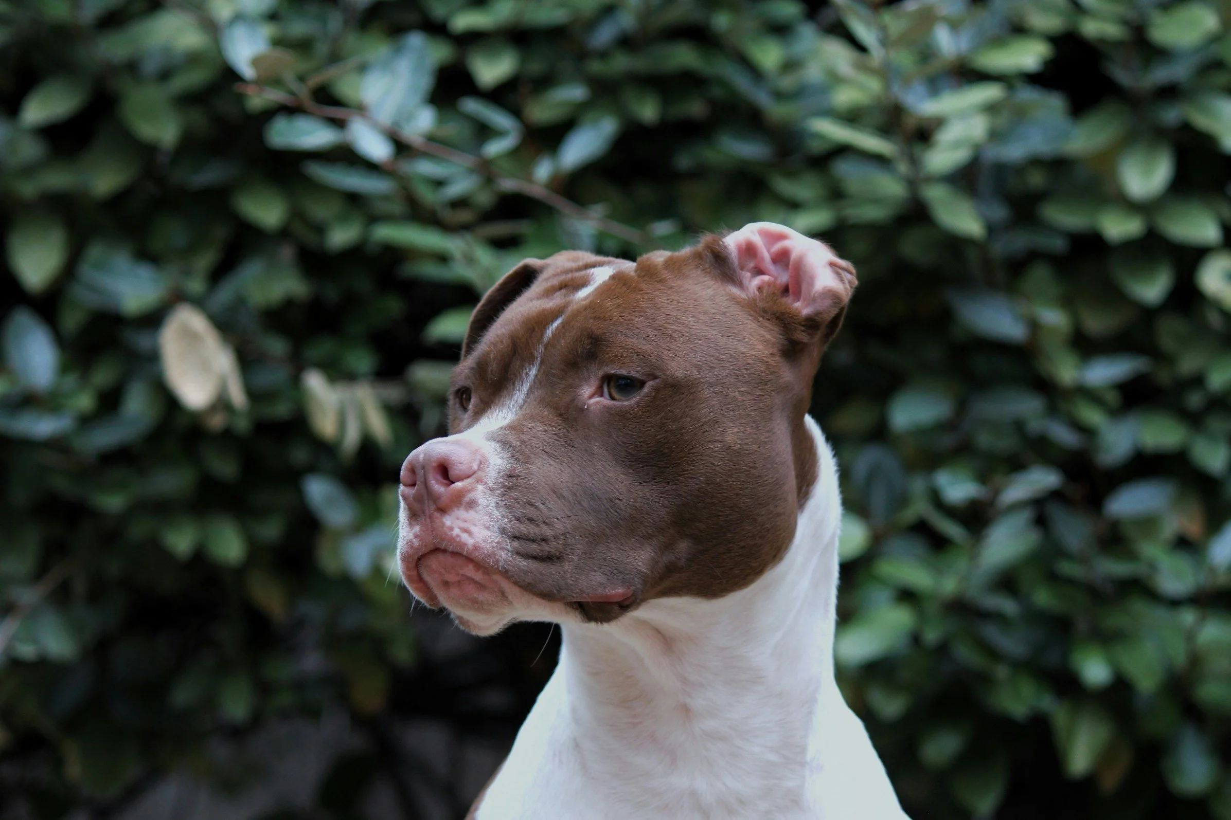 TJ/SC: Juiz afasta força maior e condena tutor por ataque de pitbulls