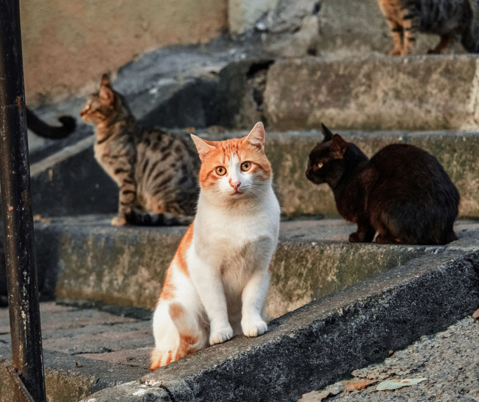 Acre: Nova Lei garante direito de alimentar cães e gatos em situação de rua