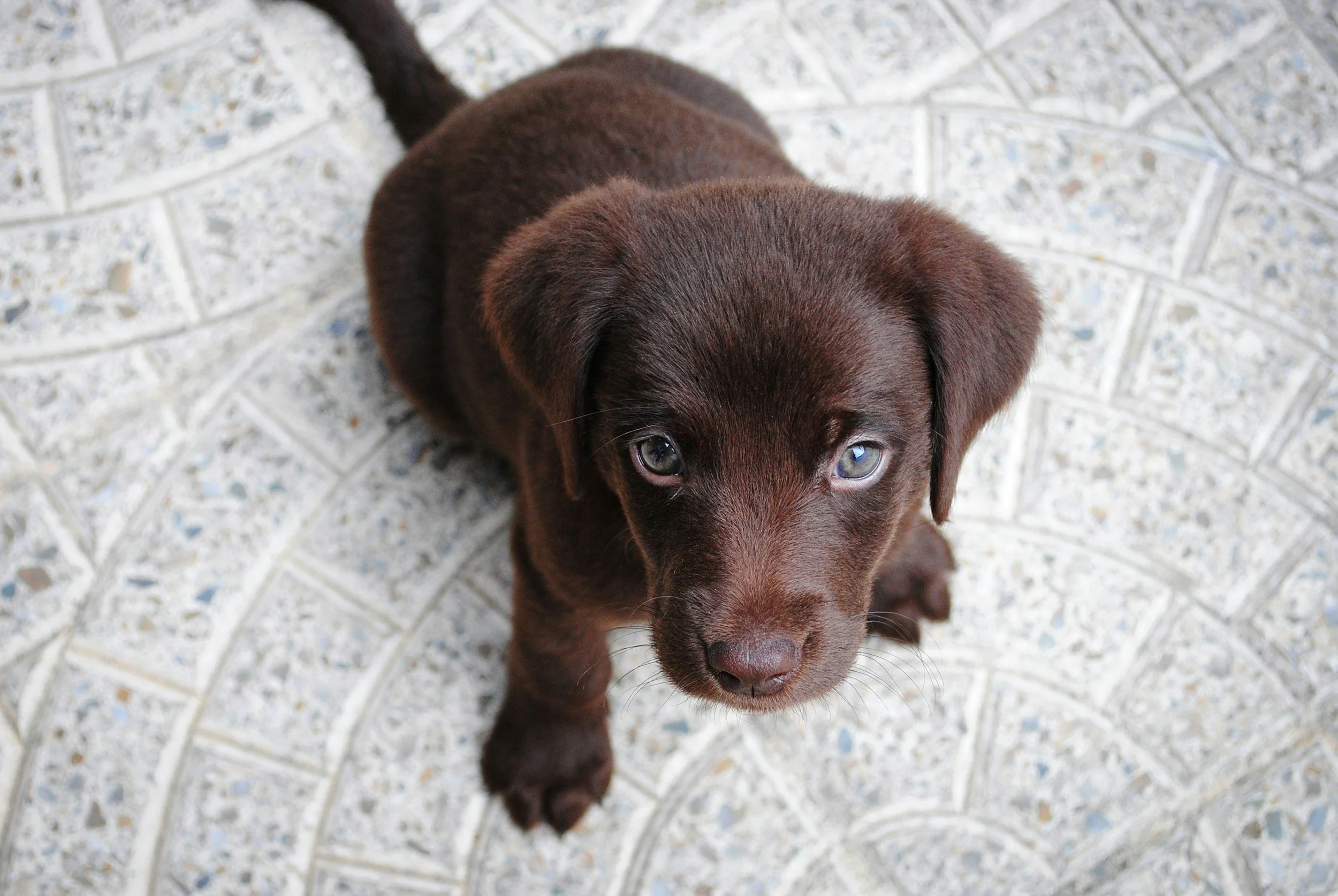 TJ/MS: Pet shop é condenado após vender cão como Labrador Retriever e perícia apontar mestiçagem