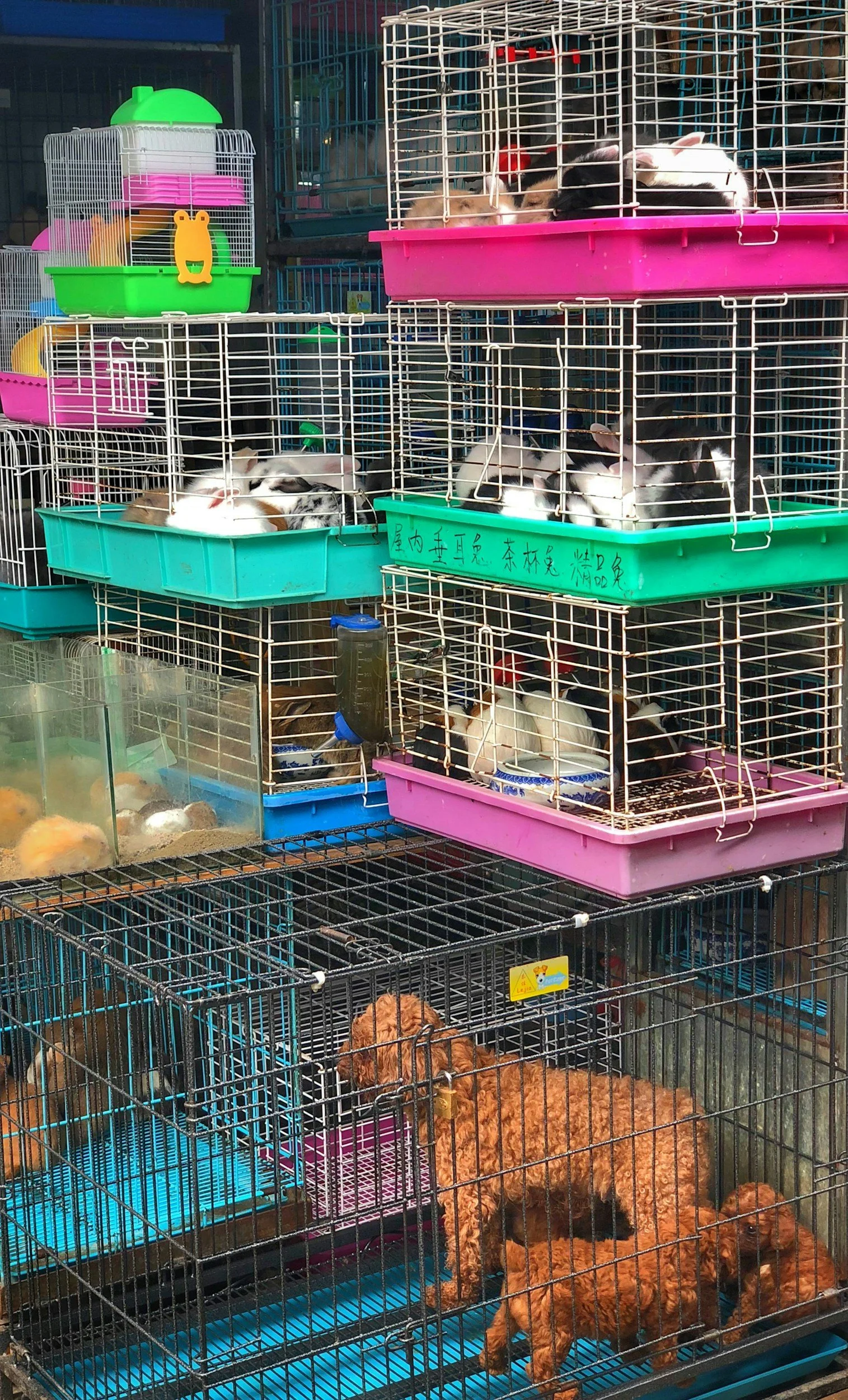 Câmara de BH aprova projeto que proíbe venda de animais vivos no Mercado Central