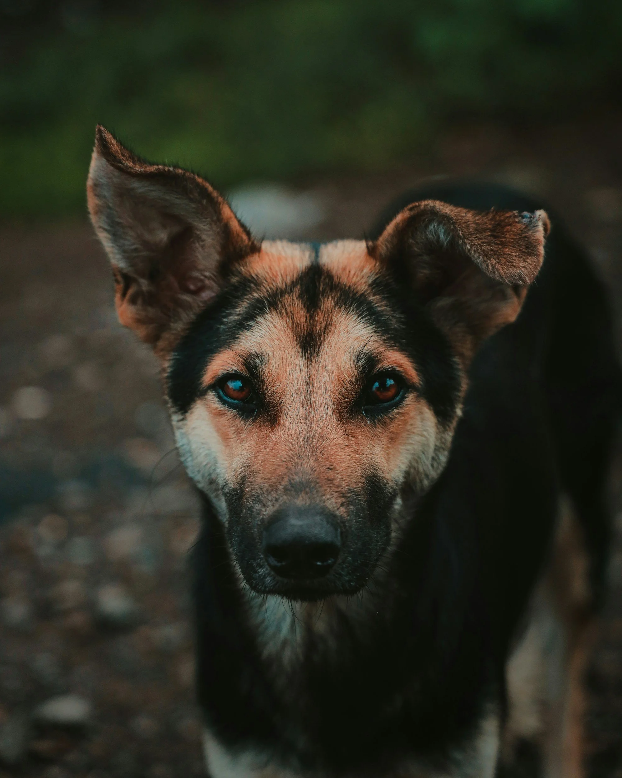 TJ/MG: Condomínio é condenado por ataque fatal de cão em situação de rua contra cachorro de moradora