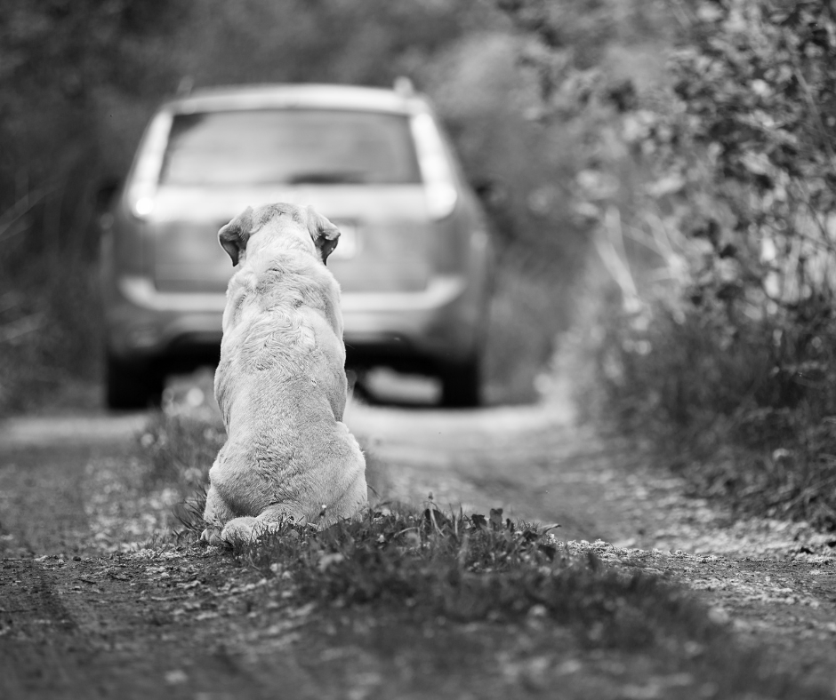 Câmara aprova suspensão da carteira de motorista de quem abandona animal na rua