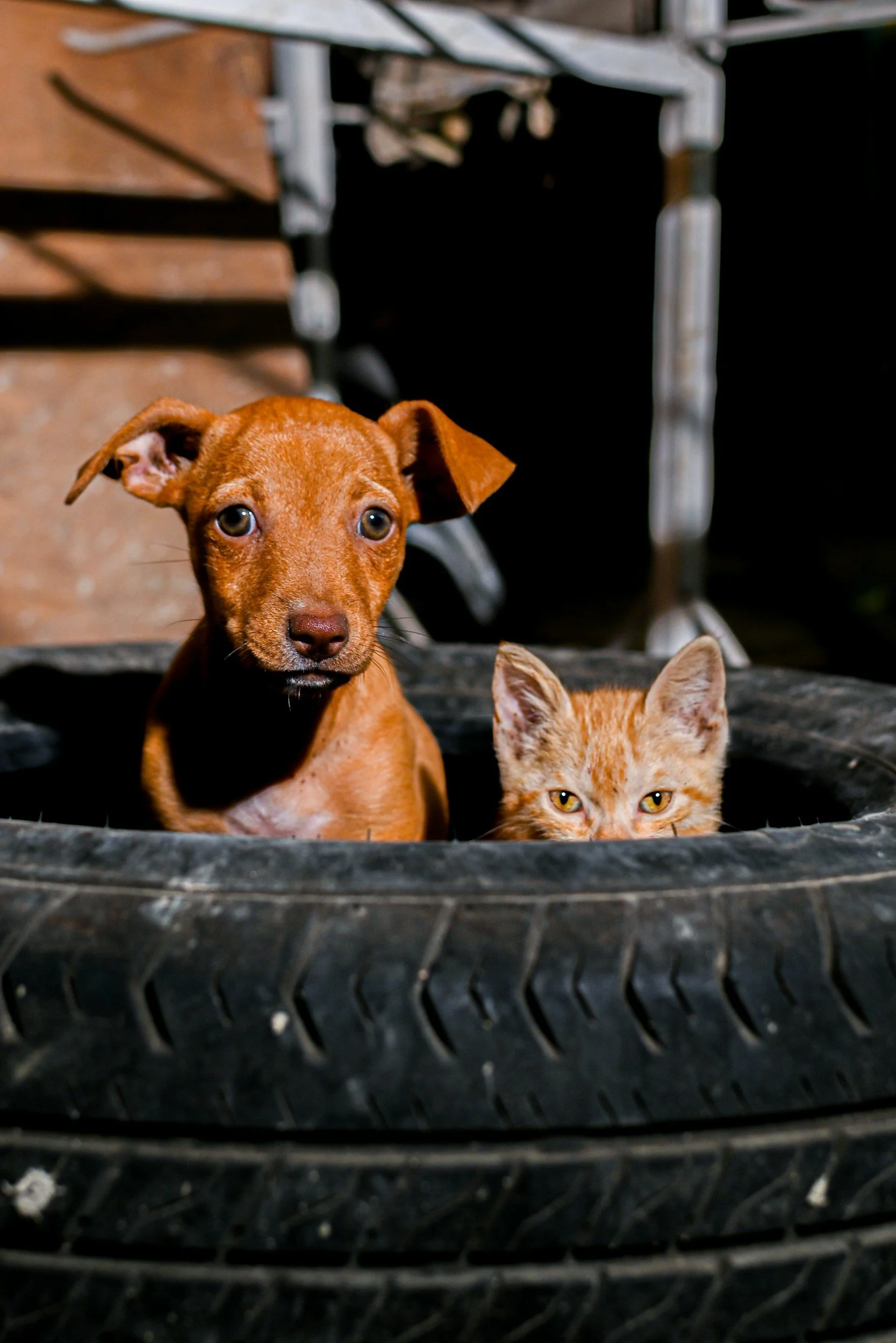 MG: Nova lei estadual amplia proteção a animais comunitários