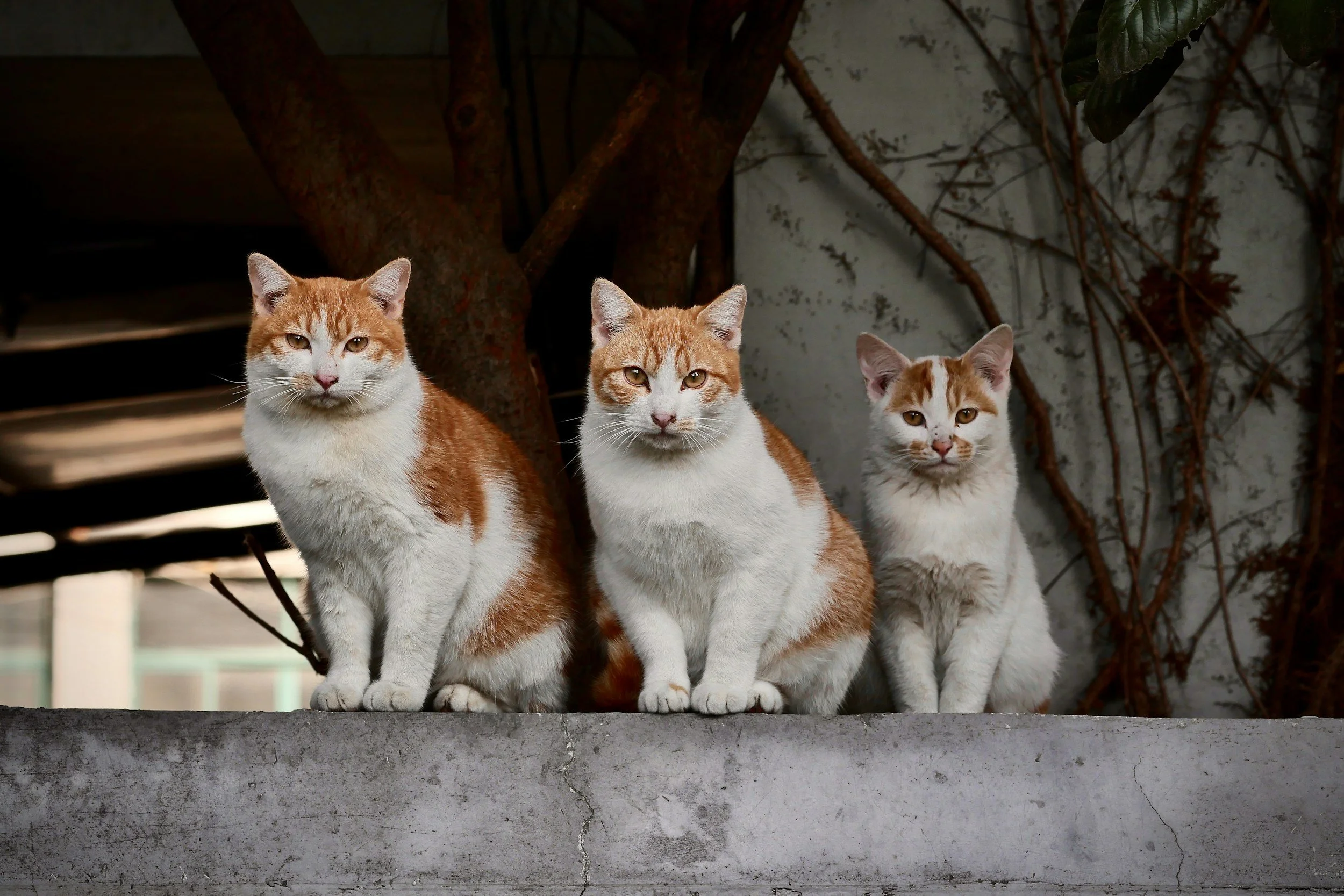 TJ/SP: Justiça determina que tutora reduza número de gatos por questões sanitárias