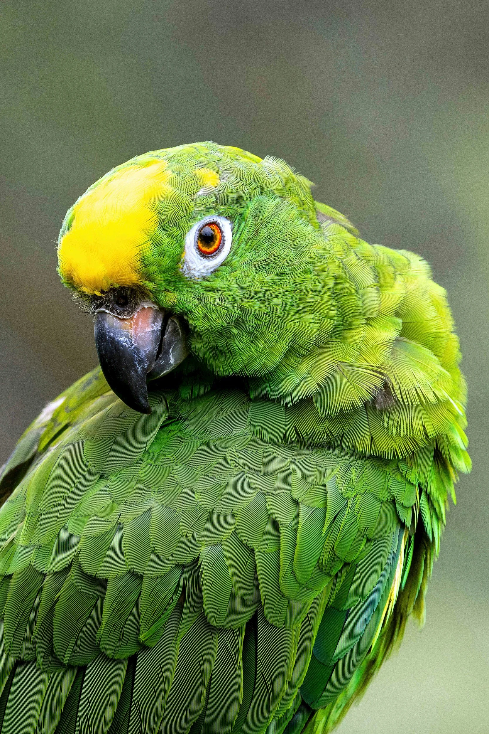 TRF1 afasta guarda de animal silvestre exposto comercialmente em redes sociais
