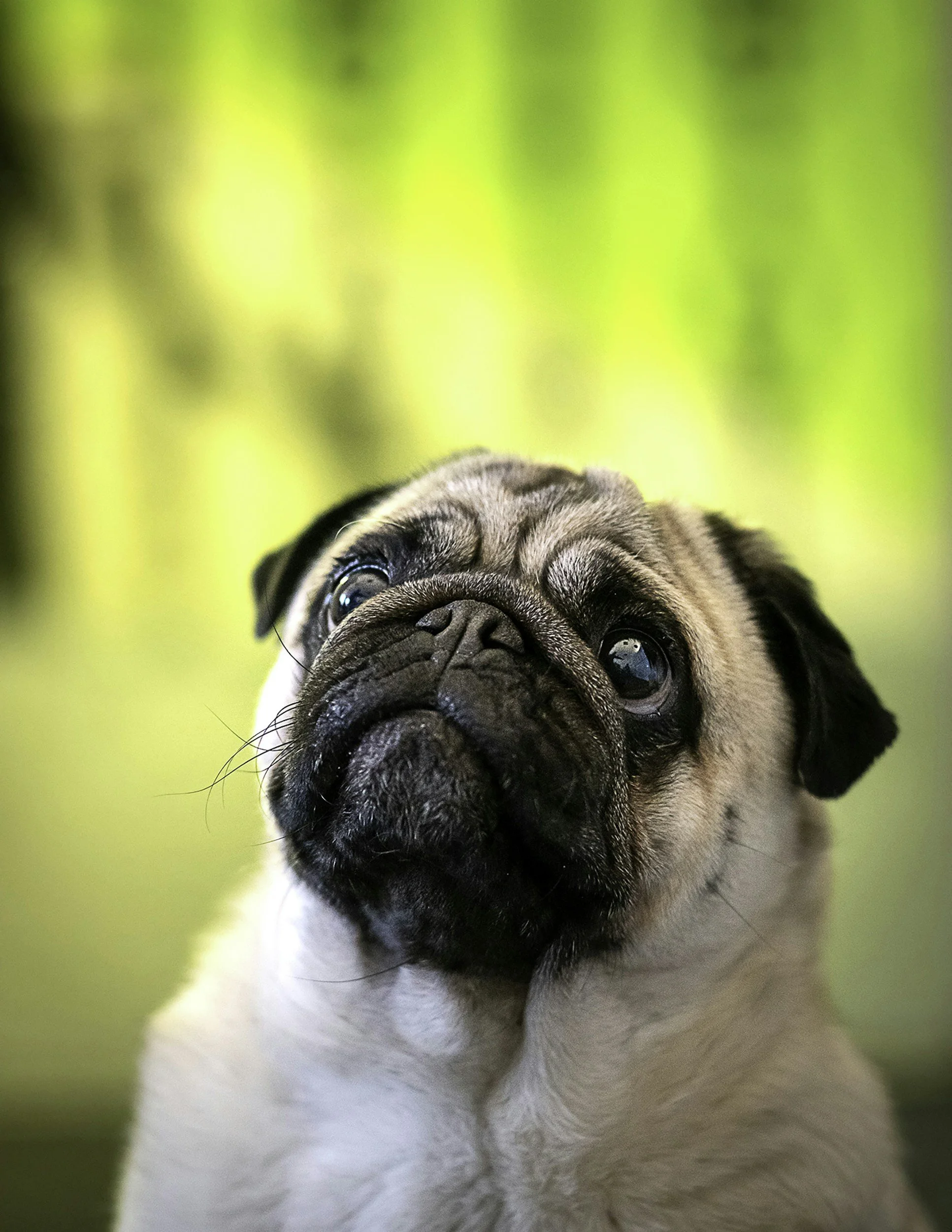 TJ/SP: Cobasi indenizará tutor por morte de pug durante serviço de hospedagem