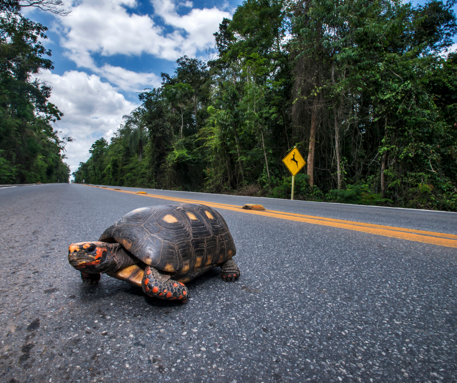 STJ reconhece dever de concessionária de rodovia de socorrer e cuidar de animais atropelados