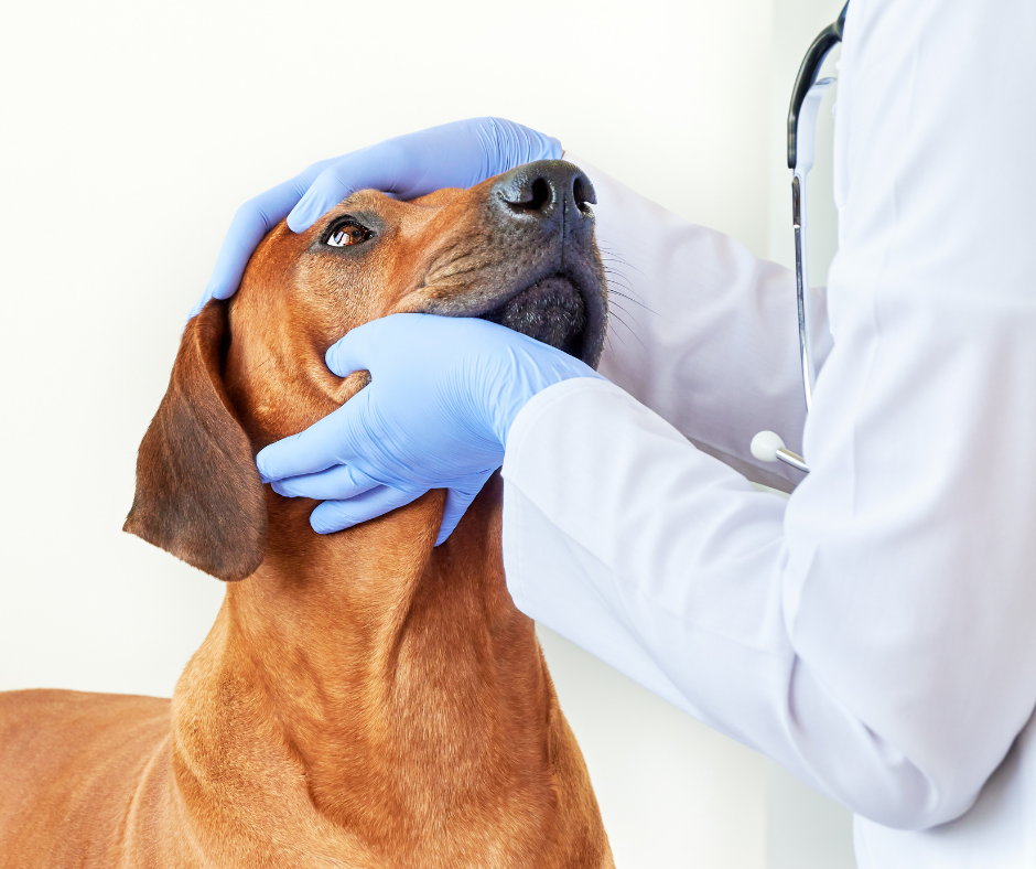 Câmara de Juiz de Fora aprova projeto que inclui médico-veterinário no atendimento básico de saúde