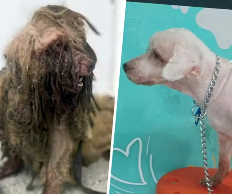 TJ/CE: Colegiado mantém indenização ao cão Scooby, resgatado com 3 kg de pelos