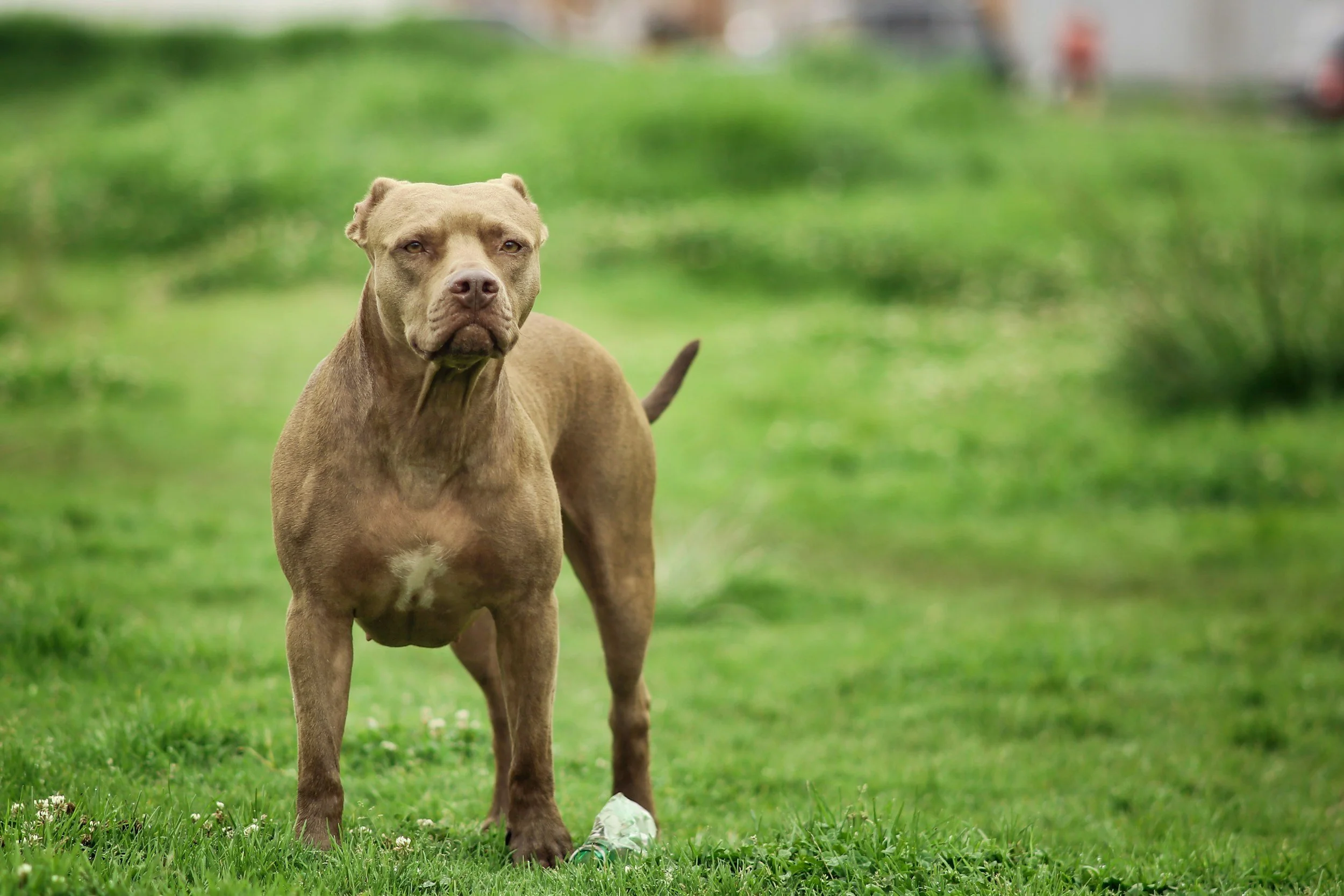 TJ/MT: Tutor de pitbull é condenado a indenizar tutora de cão atacado em varanda